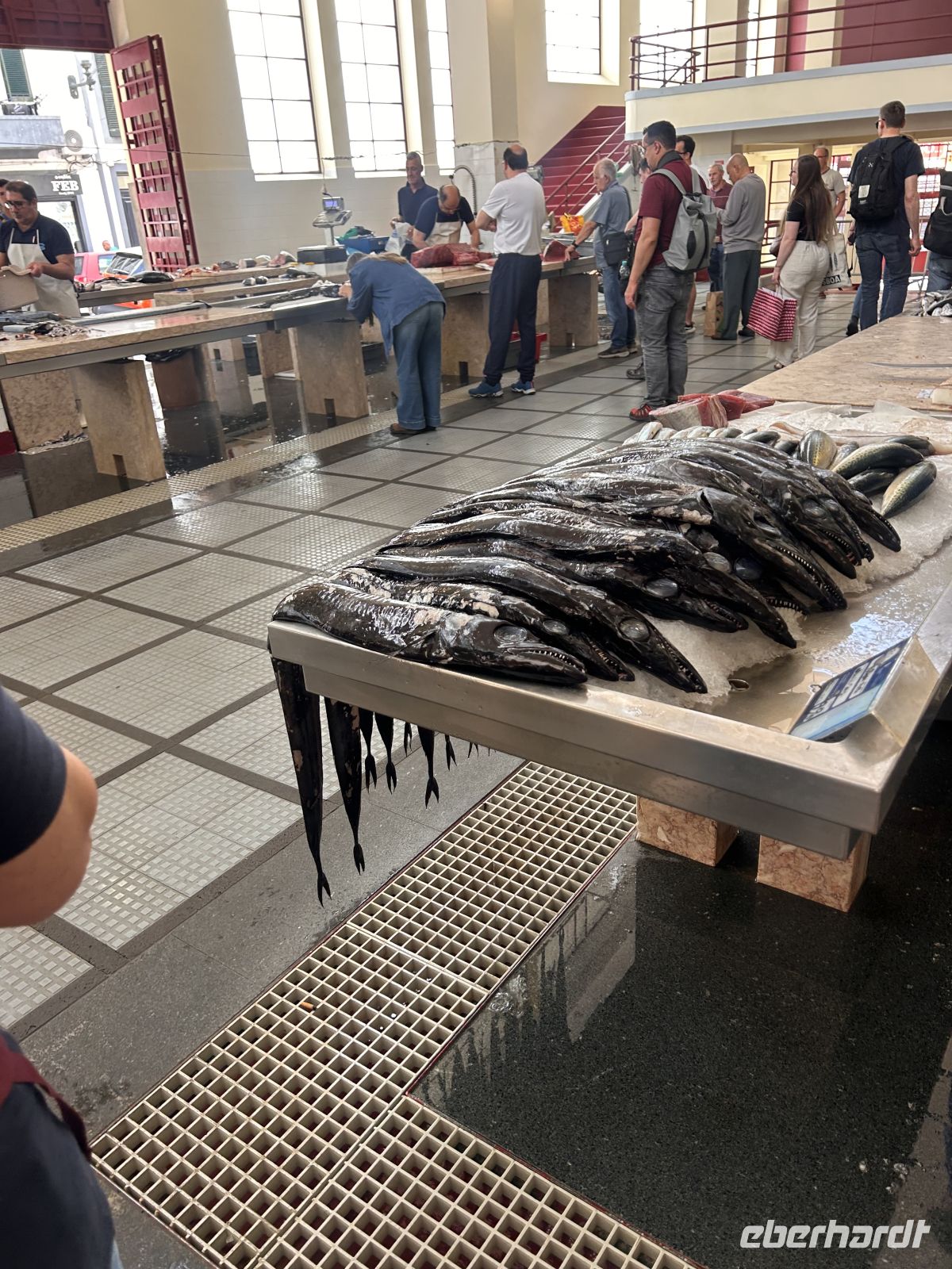 Schwarzer Degenfisch &ndash; &copy; Carola Gastmeier (Eberhardt TRAVEL)