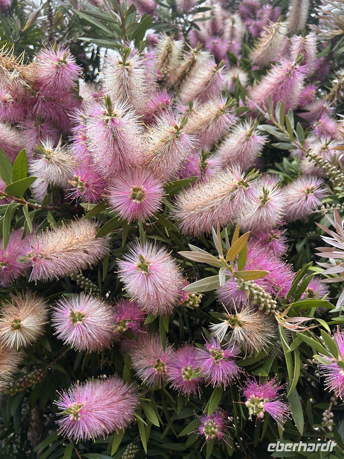Blumenpracht &ndash; &copy; Carola Gastmeier (Eberhardt TRAVEL)
