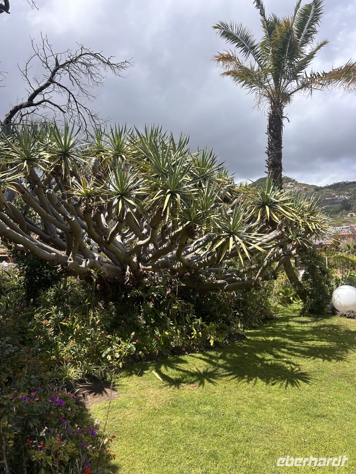 Drachenbaum im Garten  &ndash; &copy; Carola Gastmeier (Eberhardt TRAVEL)