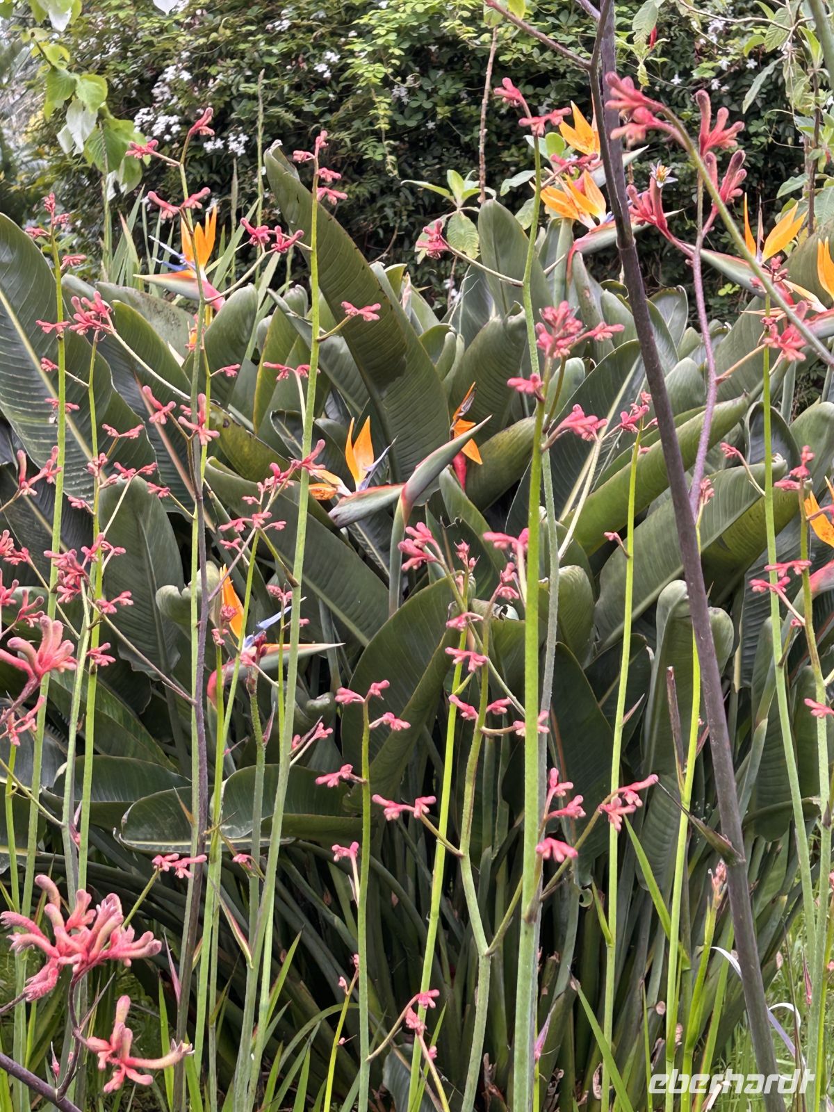 Blandys Garten  &ndash; &copy; Carola Gastmeier (Eberhardt TRAVEL)