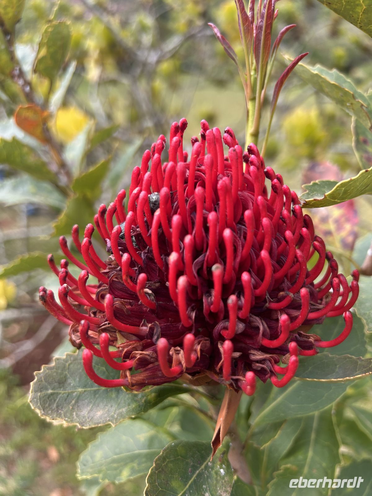 Protea  &ndash; &copy; Carola Gastmeier (Eberhardt TRAVEL)