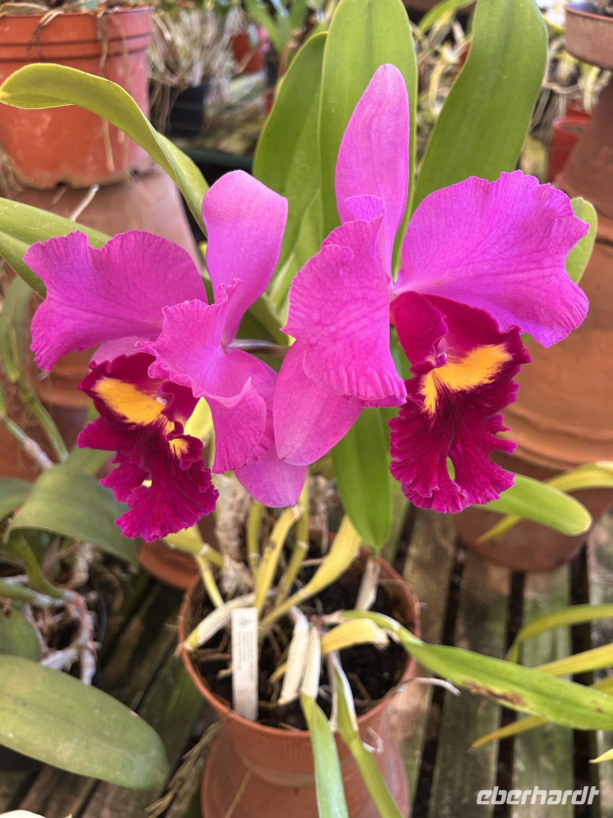 Im Orchideengarten &ndash; &copy; Carola Gastmeier (Eberhardt TRAVEL)