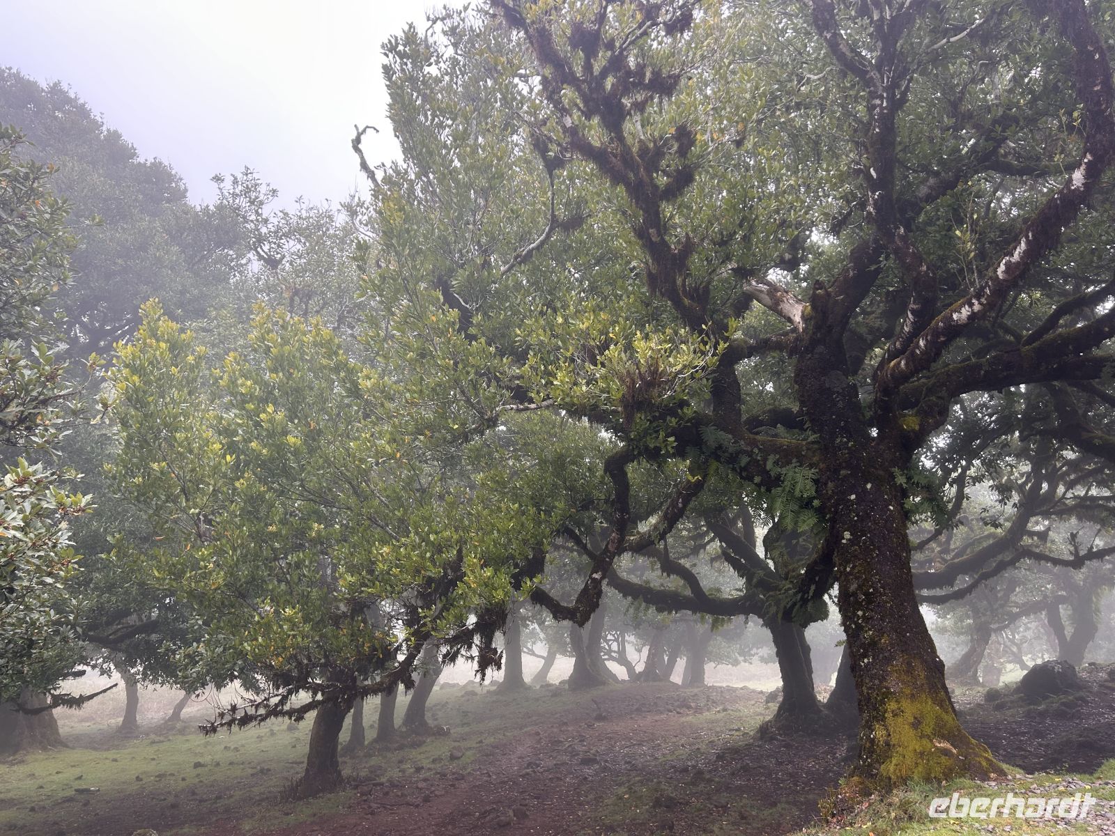 Im Lorbeerwald  &ndash; &copy; Carola Gastmeier (Eberhardt TRAVEL)