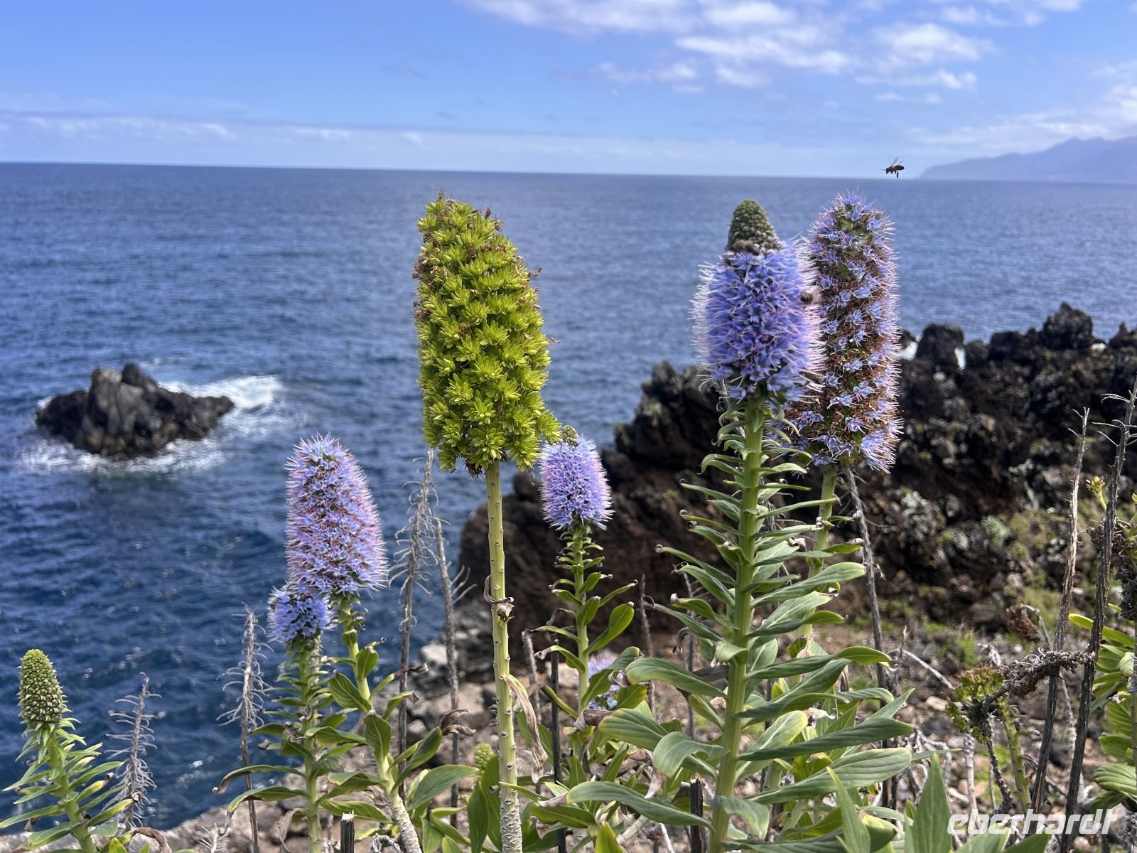 Mit Biene rechts oben 😀 &ndash; &copy; Carola Gastmeier (Eberhardt TRAVEL)