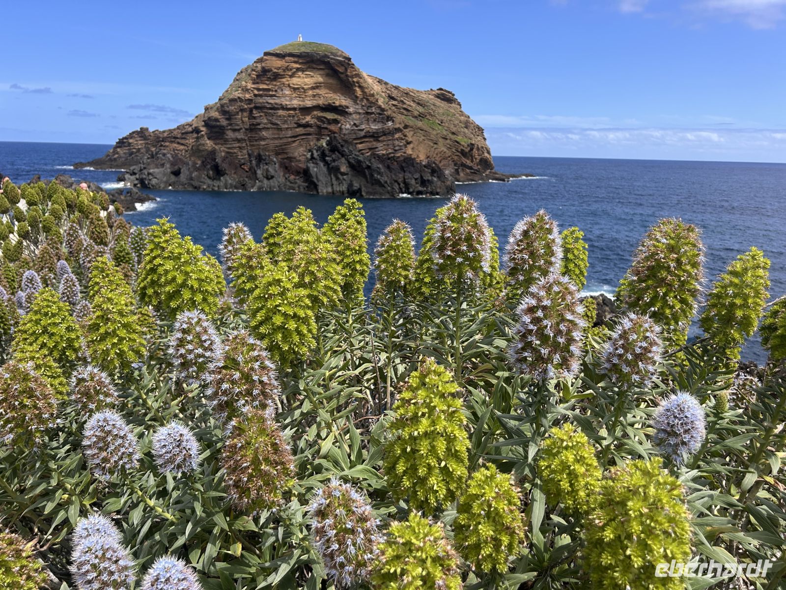 Pride of Madeira heißt die Pflanze  &ndash; &copy; Carola Gastmeier (Eberhardt TRAVEL)