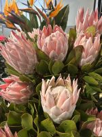 Protea auf dem Markt günstig zu kaufen  &ndash; &copy; Carola Gastmeier (Eberhardt TRAVEL)