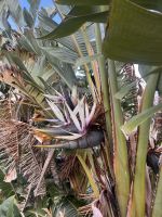 Es ist keine Banane  &ndash; &copy; Carola Gastmeier (Eberhardt TRAVEL)