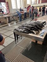 Schwarzer Degenfisch
