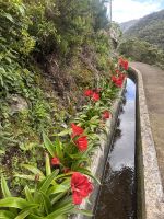 Blumen überall 