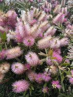 Blumenpracht &ndash; &copy; Carola Gastmeier (Eberhardt TRAVEL)