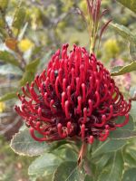Protea  &ndash; &copy; Carola Gastmeier (Eberhardt TRAVEL)