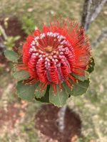 Protea  &ndash; &copy; Carola Gastmeier (Eberhardt TRAVEL)