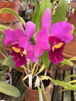 Im Orchideengarten