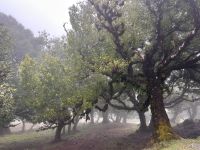 Im Lorbeerwald  &ndash; &copy; Carola Gastmeier (Eberhardt TRAVEL)
