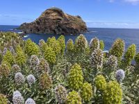 Pride of Madeira heißt die Pflanze  &ndash; &copy; Carola Gastmeier (Eberhardt TRAVEL)