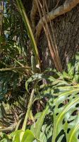 Botanischer Garten Funchal &ndash; &copy; Rebecca Biegert (Eberhardt TRAVEL)