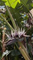 Botanischer Garten Funchal &ndash; &copy; Rebecca Biegert (Eberhardt TRAVEL)