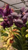 Botanischer Garten Funchal &ndash; &copy; Rebecca Biegert (Eberhardt TRAVEL)