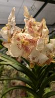 Botanischer Garten Funchal