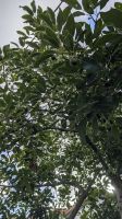 Avocadobaum &ndash; &copy; Rebecca Biegert (Eberhardt TRAVEL)