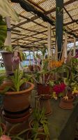 Orchideengarten Quinta da Boa Vista &ndash; &copy; Rebecca Biegert (Eberhardt TRAVEL)