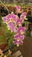 Orchideengarten Quinta da Boa Vista &ndash; &copy; Rebecca Biegert (Eberhardt TRAVEL)