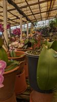 Orchideengarten Quinta da Boa Vista &ndash; &copy; Rebecca Biegert (Eberhardt TRAVEL)