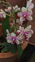 Orchideengarten Quinta da Boa Vista &ndash; &copy; Rebecca Biegert (Eberhardt TRAVEL)