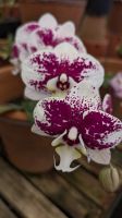 Orchideengarten Quinta da Boa Vista &ndash; &copy; Rebecca Biegert (Eberhardt TRAVEL)