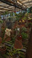 Orchideengarten Quinta da Boa Vista &ndash; &copy; Rebecca Biegert (Eberhardt TRAVEL)