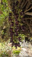 Orchideengarten Quinta da Boa Vista &ndash; &copy; Rebecca Biegert (Eberhardt TRAVEL)