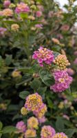 Palheiro Gardens / Blandy's botanischer Garten &ndash; &copy; Rebecca Biegert (Eberhardt TRAVEL)