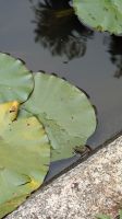 Palheiro Gardens / Blandy's botanischer Garten &ndash; &copy; Rebecca Biegert (Eberhardt TRAVEL)