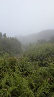 Wanderung im Lorbeerwald von Fanal &ndash; &copy; Rebecca Biegert (Eberhardt TRAVEL)