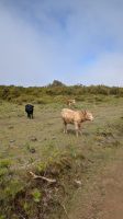 Wanderung im Lorbeerwald von Fanal &ndash; &copy; Rebecca Biegert (Eberhardt TRAVEL)