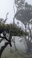 Wanderung im Lorbeerwald von Fanal &ndash; &copy; Rebecca Biegert (Eberhardt TRAVEL)