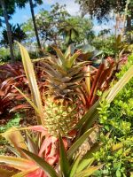 Botanische Garten Funchal.jpg &ndash; &copy; Franciska Bauer (Eberhardt TRAVEL)