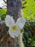 Orchidee.jpg &ndash; &copy; Franciska Bauer (Eberhardt TRAVEL)