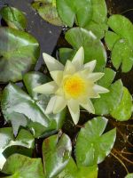 Seerose.jpg