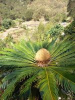                               Palmfarn.jpg &ndash; &copy; Franciska Bauer (Eberhardt TRAVEL)