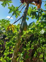 Papaya.jpg