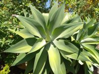Agave tequilana.jpg &ndash; &copy; Franciska Bauer (Eberhardt TRAVEL)