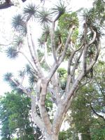 Botanische Garten 