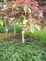 Botanische Garten 