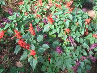 Botanische Garten 