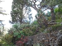 Botanische Garten 