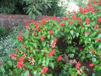 Botanische Garten 