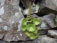 Madeira, Ribeiro Frio, Wanderung Balcoes, Venusnabel &ndash; &copy; Ria Heilmann (Eberhardt TRAVEL)