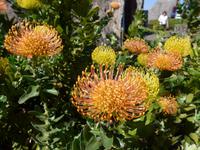 Madeira, Santana, Nadelkissenprotea &ndash; &copy; Ria Heilmann (Eberhardt TRAVEL)