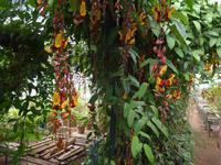 Madeira, Funchal, Quinta da Boa Vista &ndash; &copy; Ria Heilmann (Eberhardt TRAVEL)